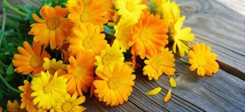 calendula for the treatment of varicose veins