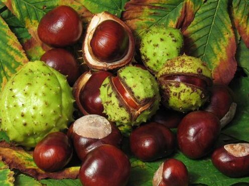 horse chestnut with varicose veins